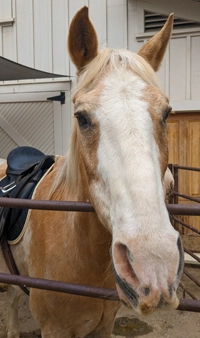 Horse to be Sponsor